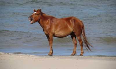 The Flying Pig Photography