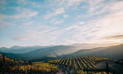 Holman Ranch Vineyards