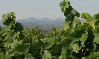 Pierce Ranch Vineyards