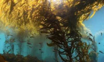 Monterey Bay Scuba