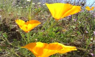 Palo Corona Regional Park