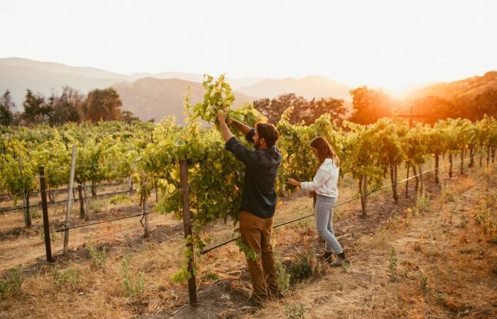 Carmel Valley Wineries