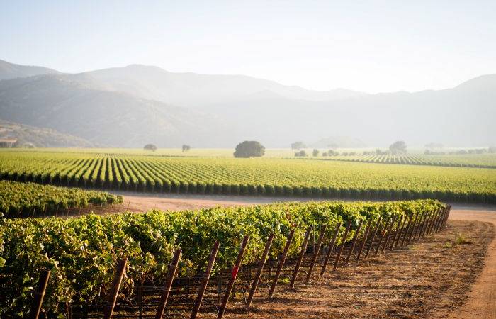 Salinas Valley