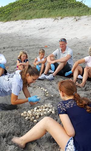 Descubrimiento de crías en el Loggerhead Marinelife Center