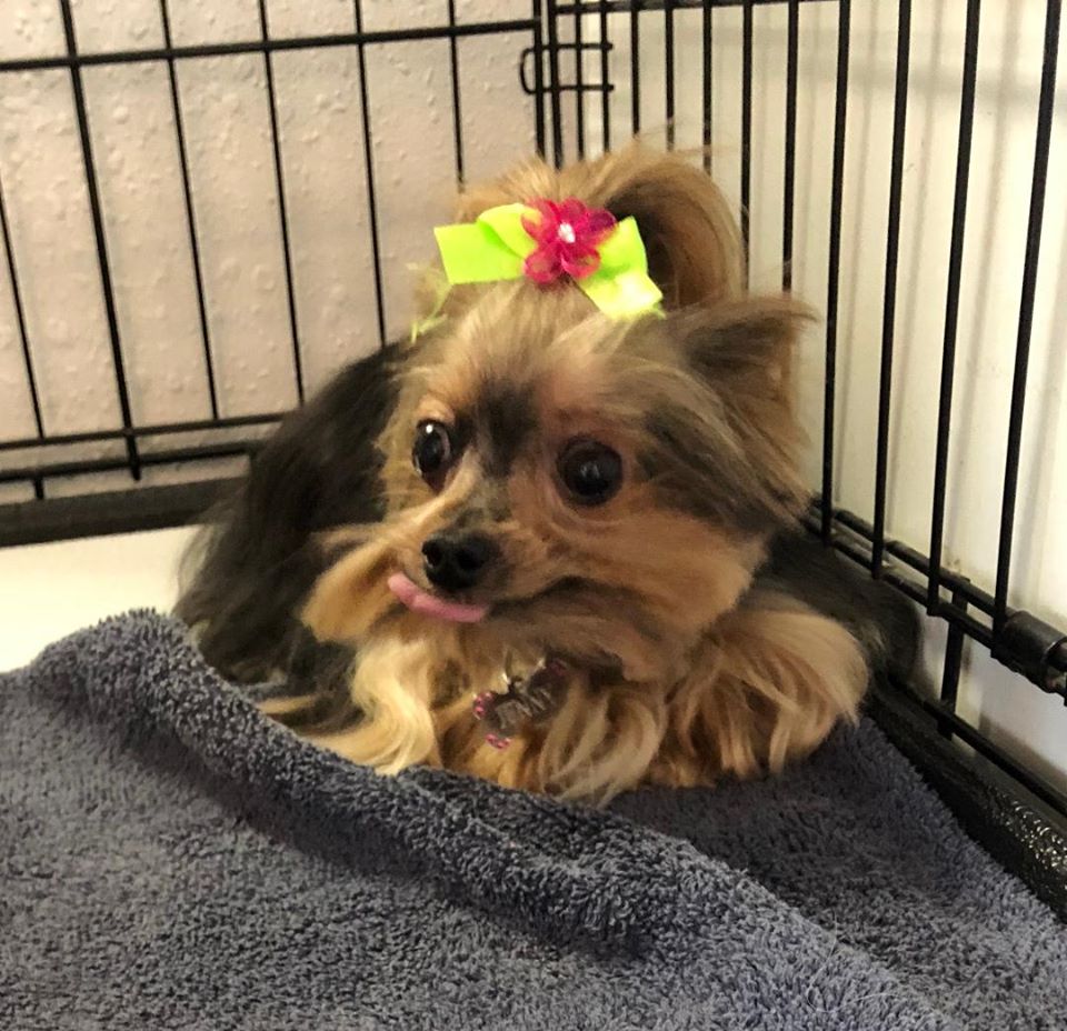 Alex's Pet Grooming