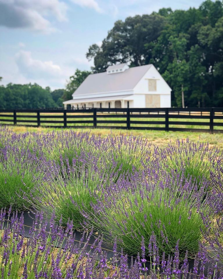Sweethaven Lavender