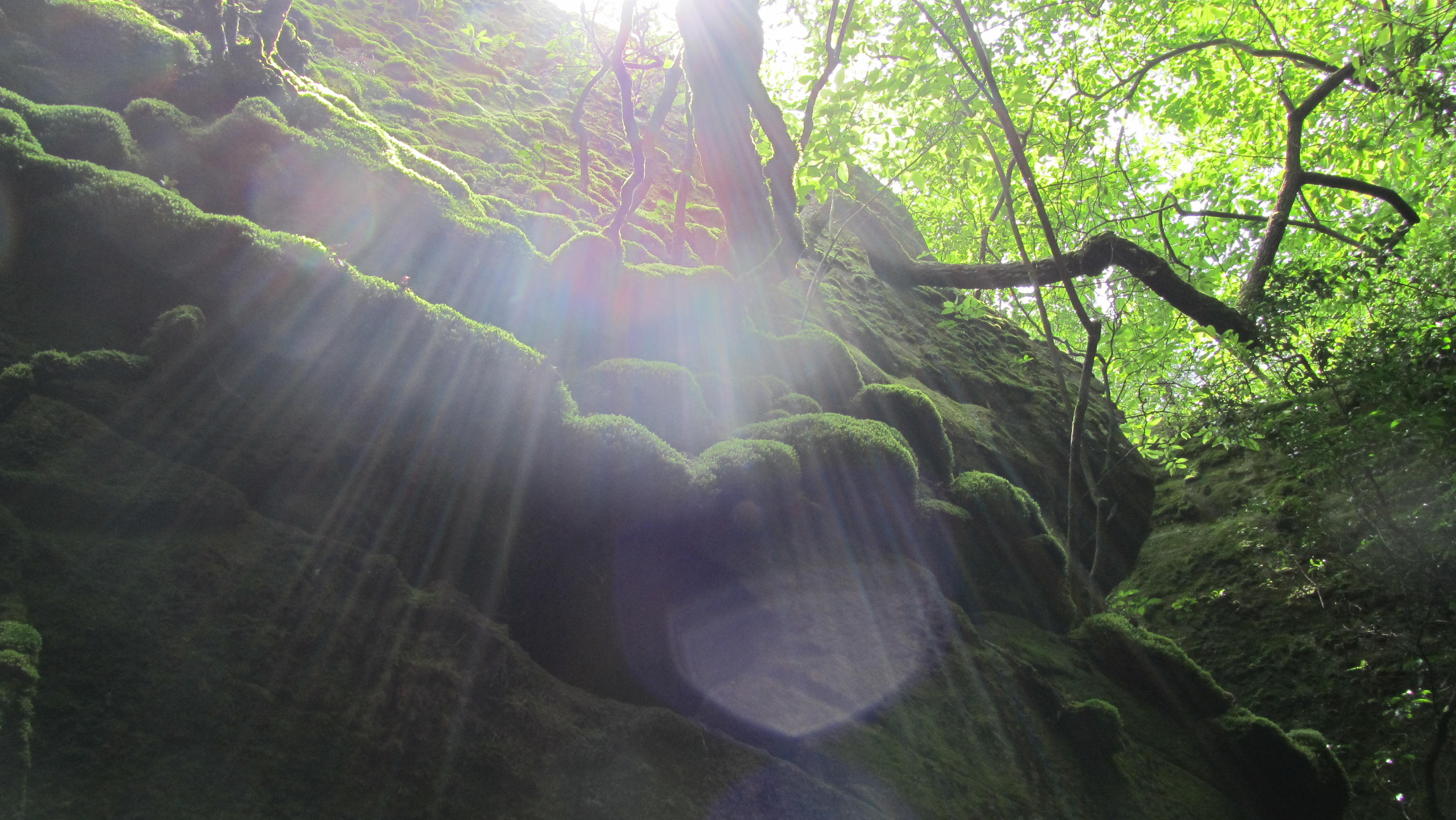 Dismals Canyon Wedding The Canyon — National Natural Landmark