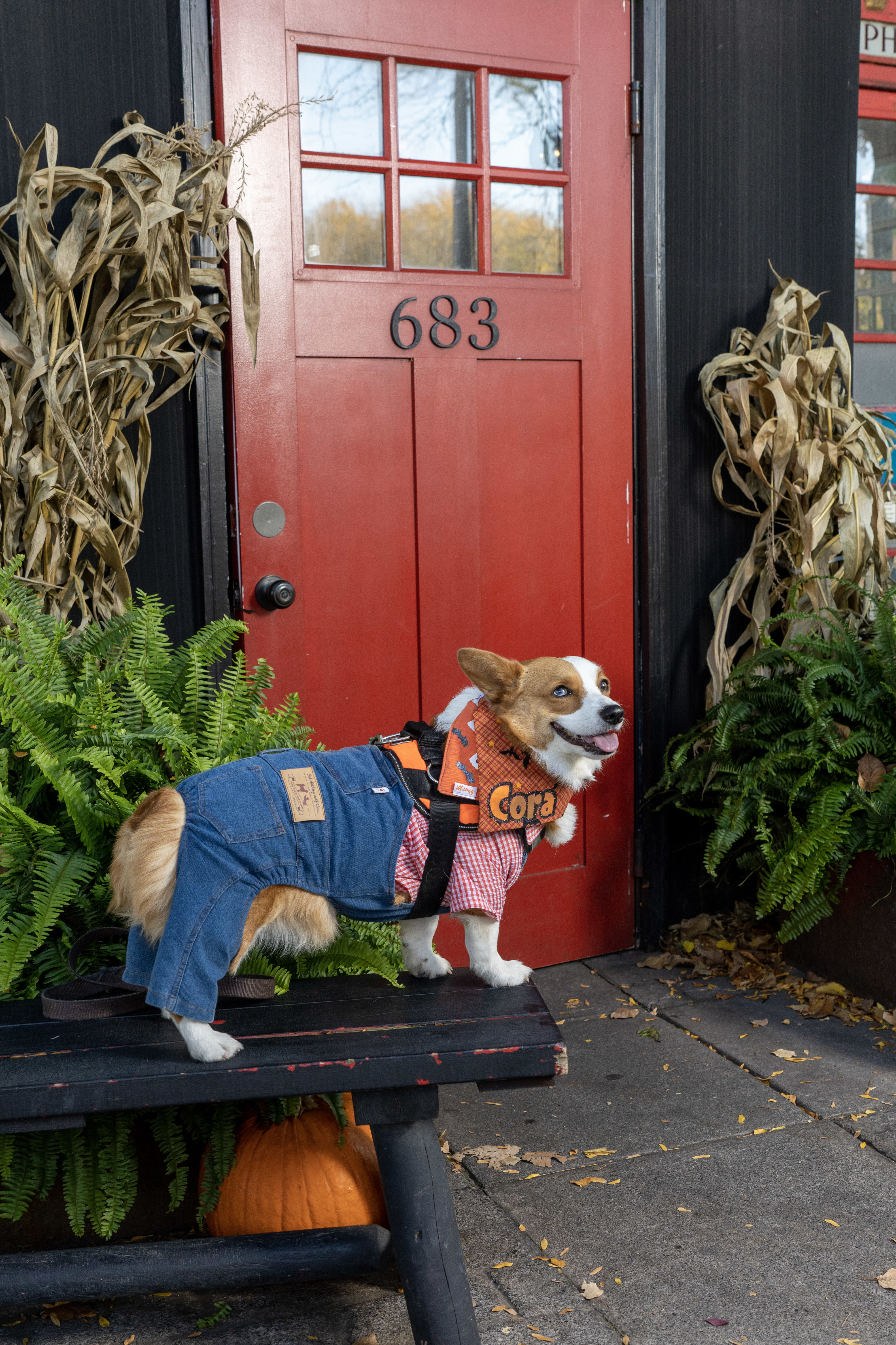 Philadelphia Phillies Dog Pet & Humans Gear