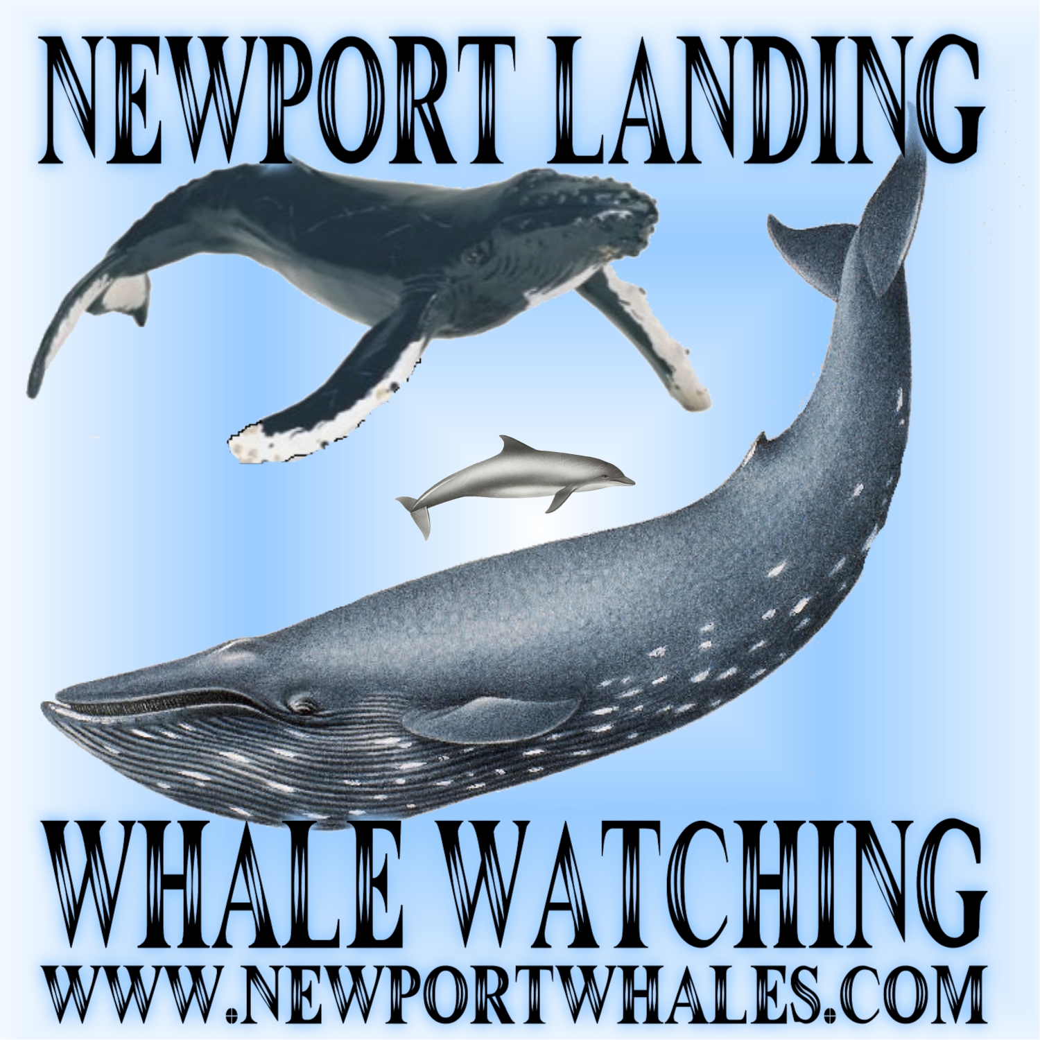 Balboa/Newport Beach Whale & Dolphin CruisesNewport Landing