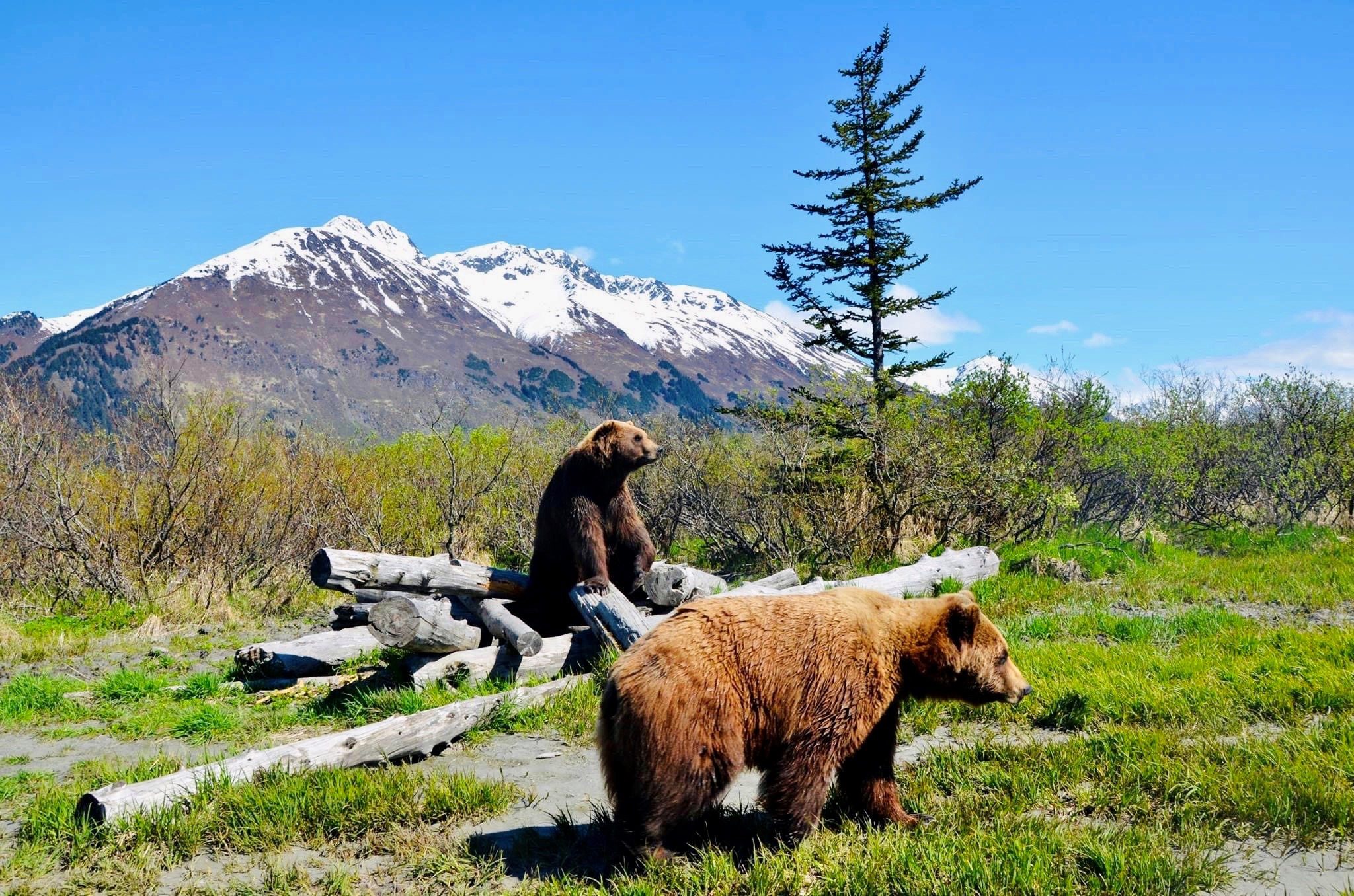  Best Things to Do in Anchorage