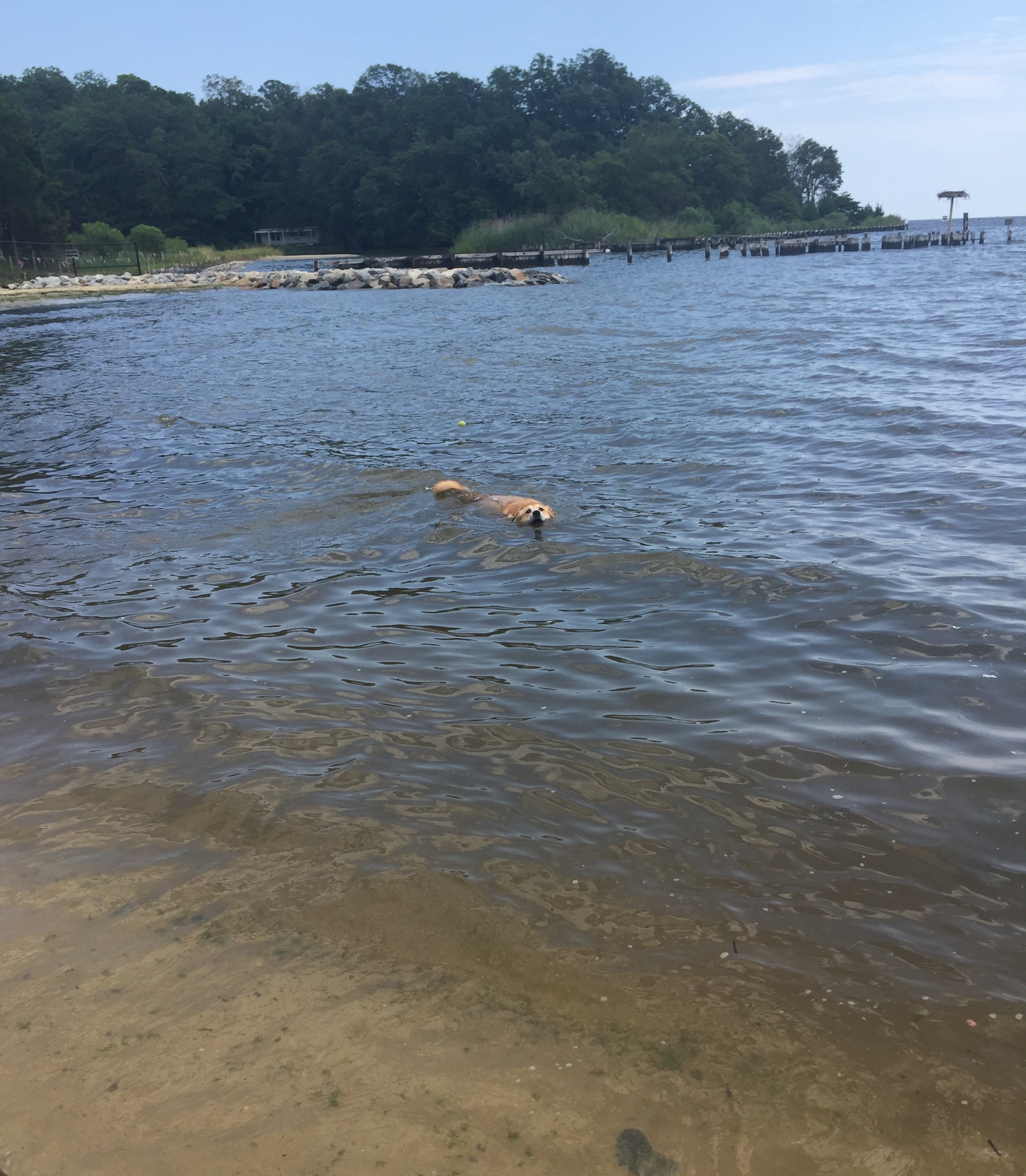 Are Dogs Allowed At Blue Lake Park