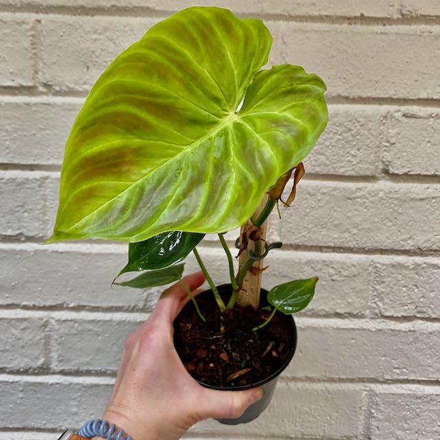 The Plant House, LLC