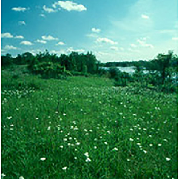 Rock River Prairie 39239 in Beloit WI