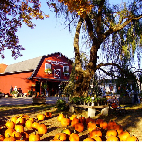 Pumpkin Festival