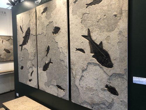 Labor Day Fossil Fish Cleaning