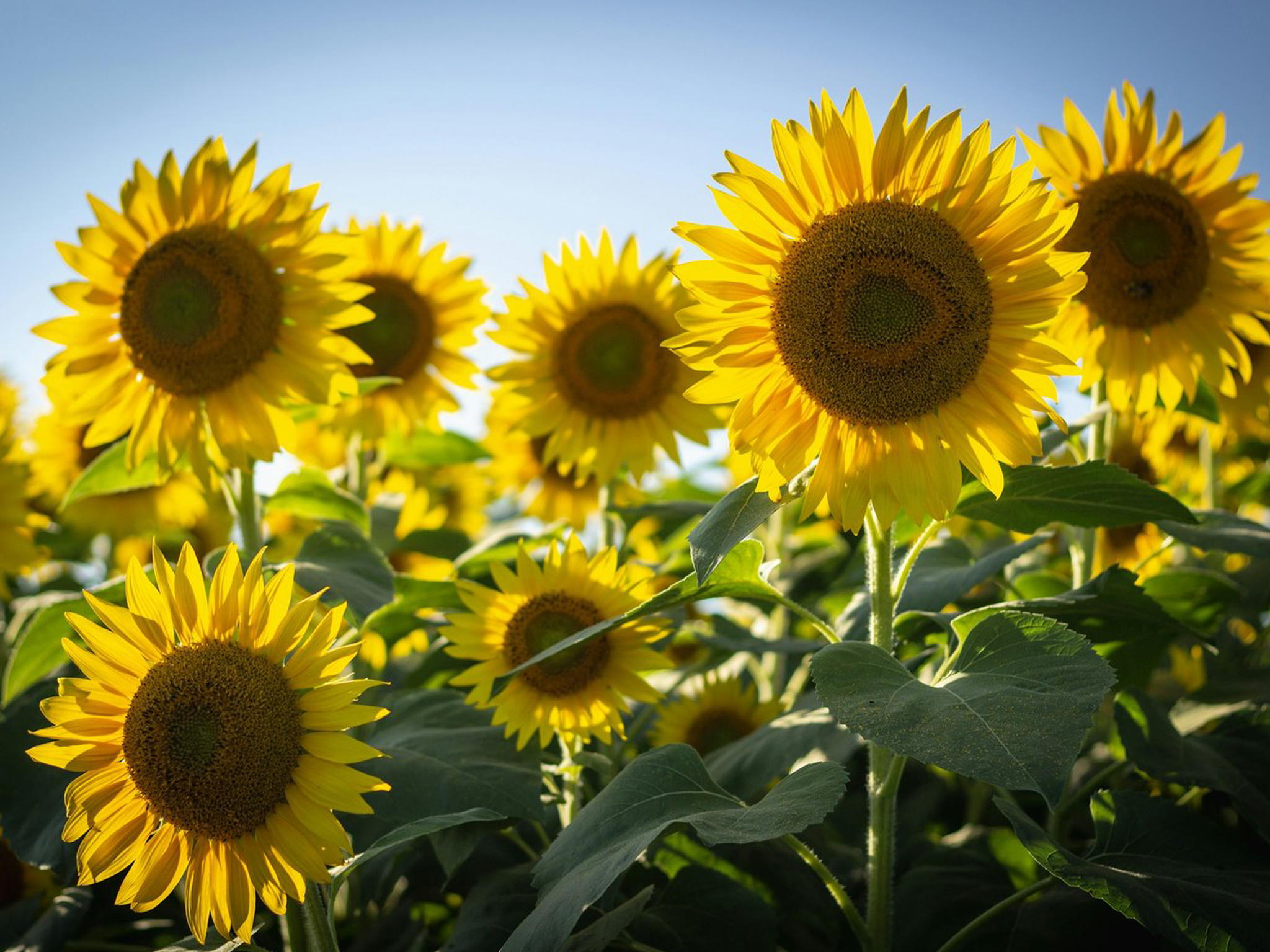 sunflower-fest_B4D59239-C853-