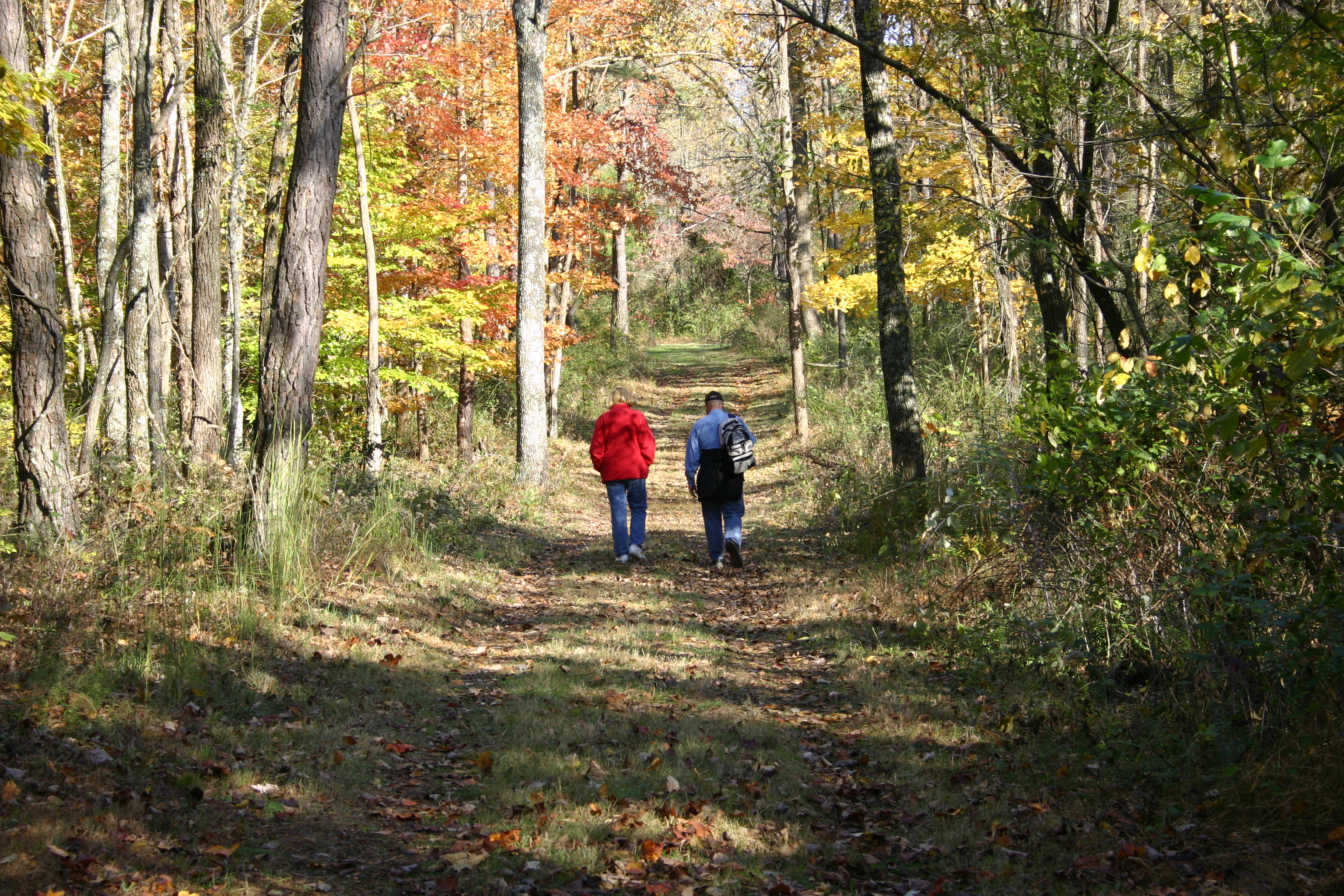 Deam lake outlet horse camp