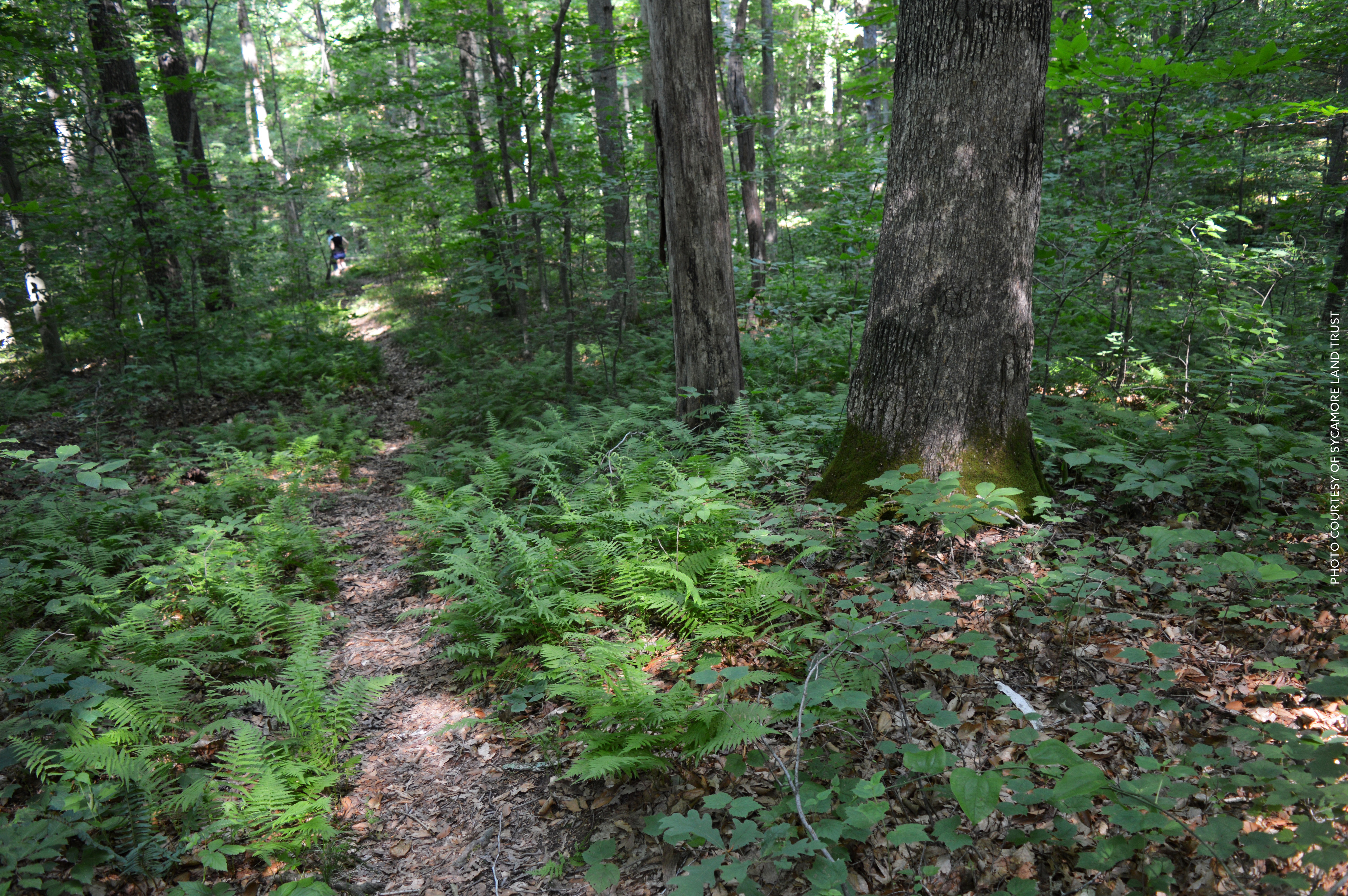 Scarlet Oak Woods Bloomington In 47408