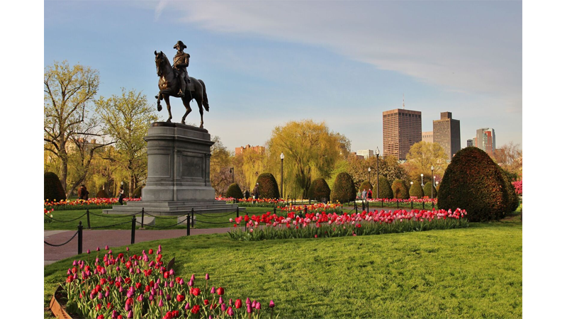 Meet the Trees: The Weeping Willow  January 17, 2018 - Friends of the  Public Garden