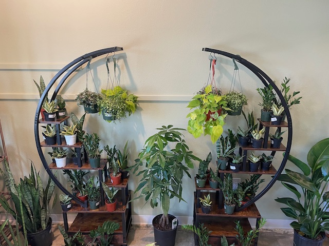 Moss Houseplants