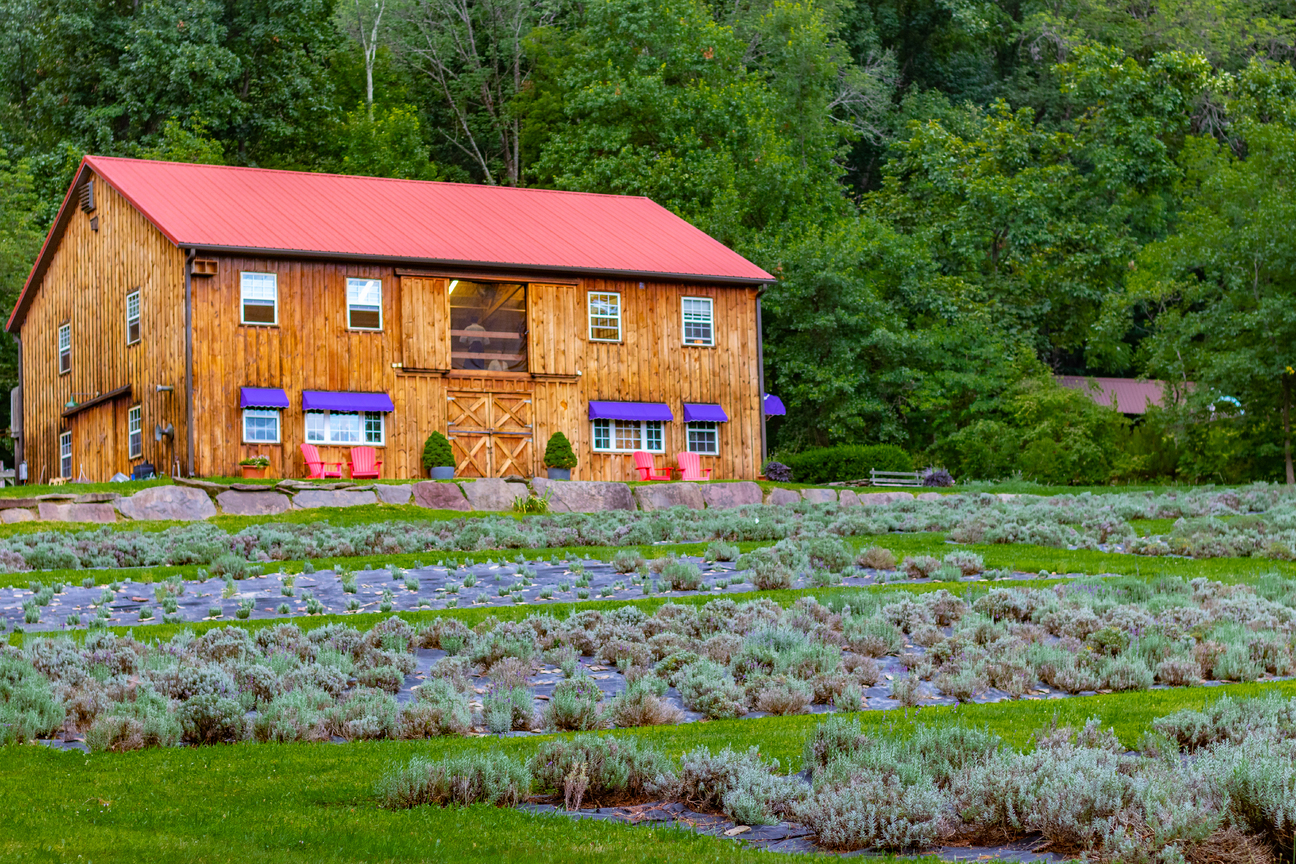 Culinary- Lavender Buds – Deer Valley Lavender Farm