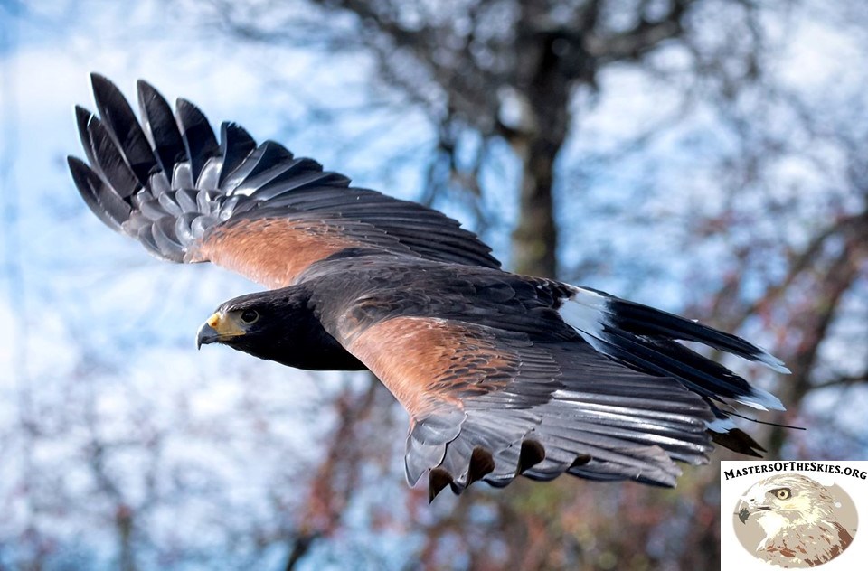 Birds of prey, masters of the skies