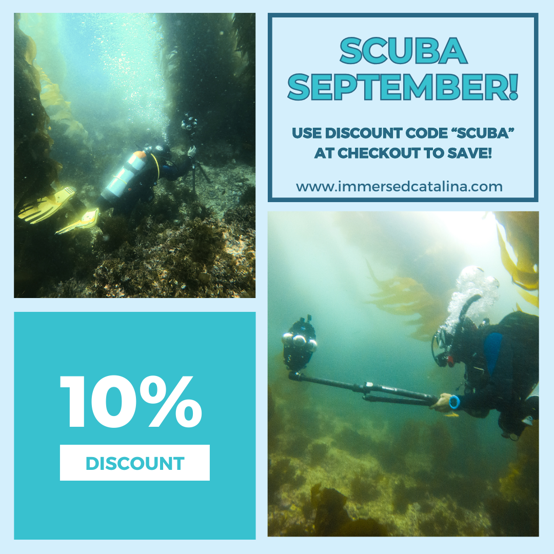 Vibrant Concert Atmosphere at Avalon - 2025 Edition