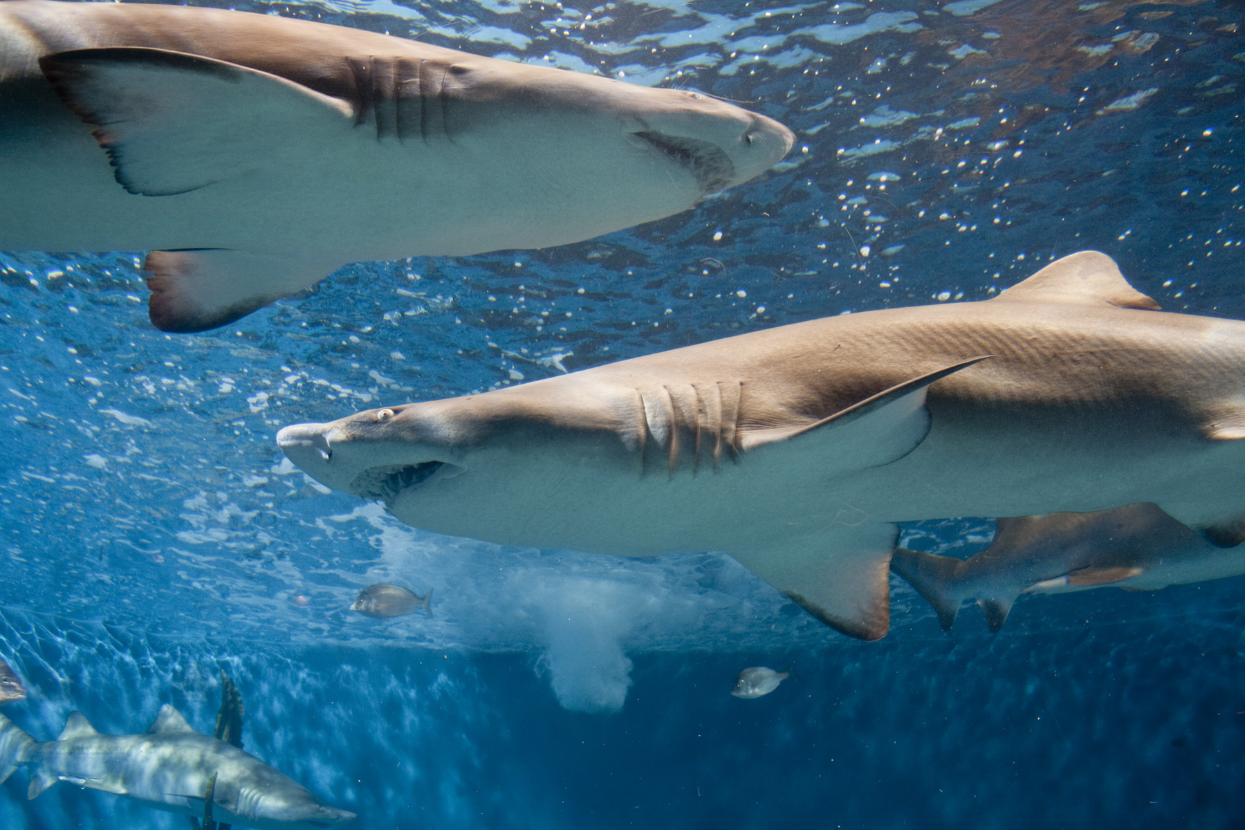 The Maritime Aquarium at Norwalk