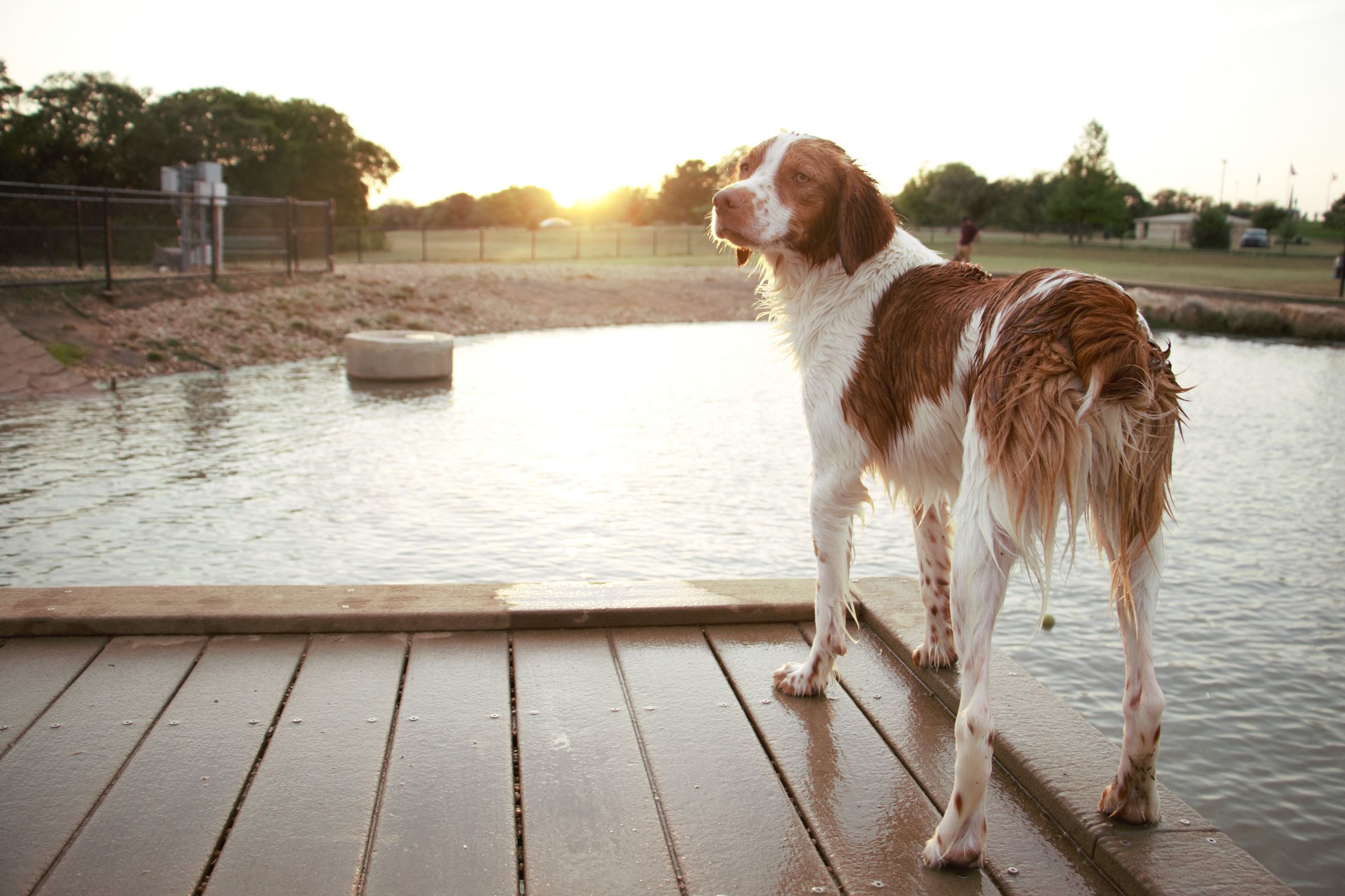 The Children's Room Blog: Bark in the Park