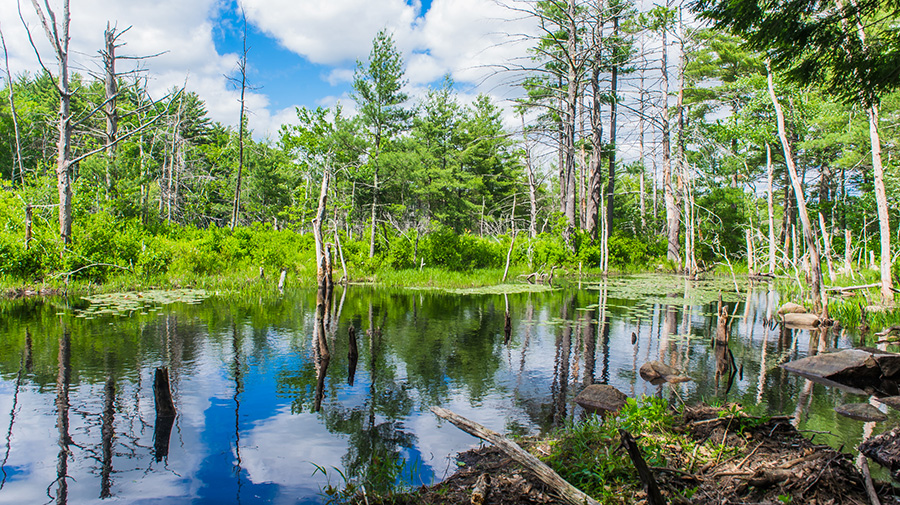 Douglas State Forest