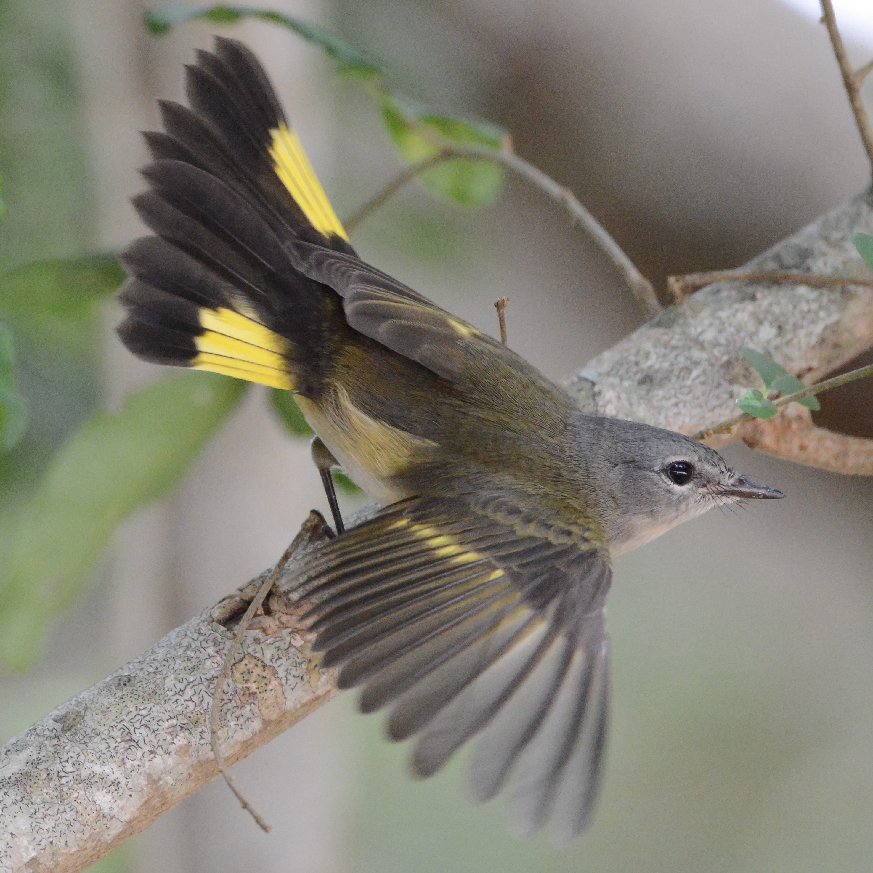 A Big Sit: Birding Event