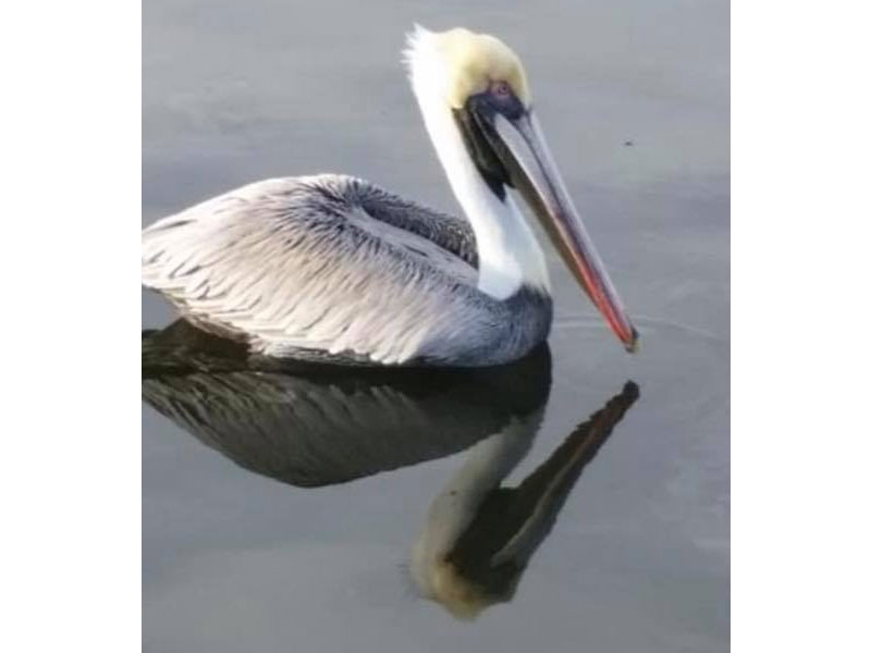 Captain Rick S Friends Family Charters Punta Gorda Fl