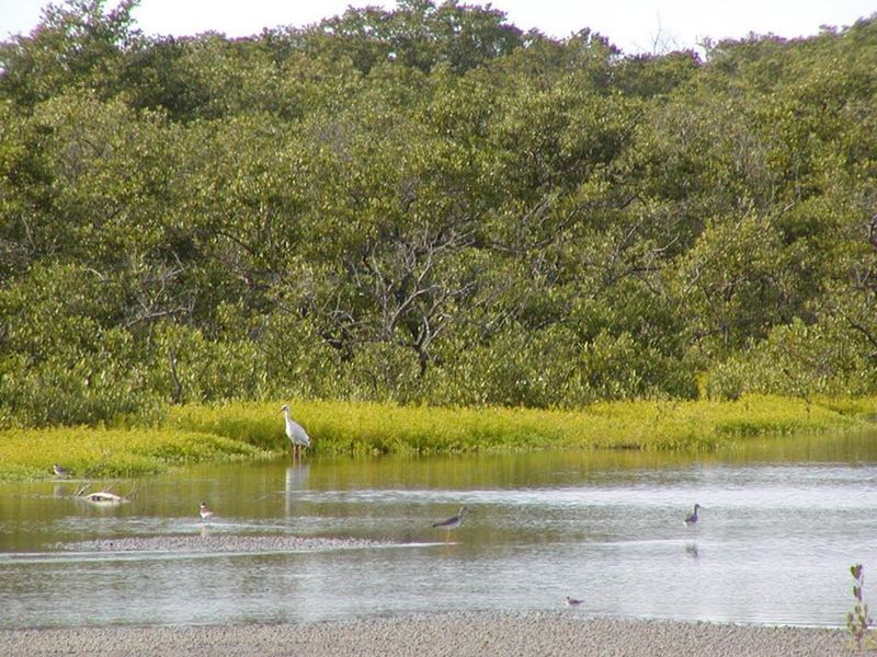 Charlotte Harbor Preserve State Park