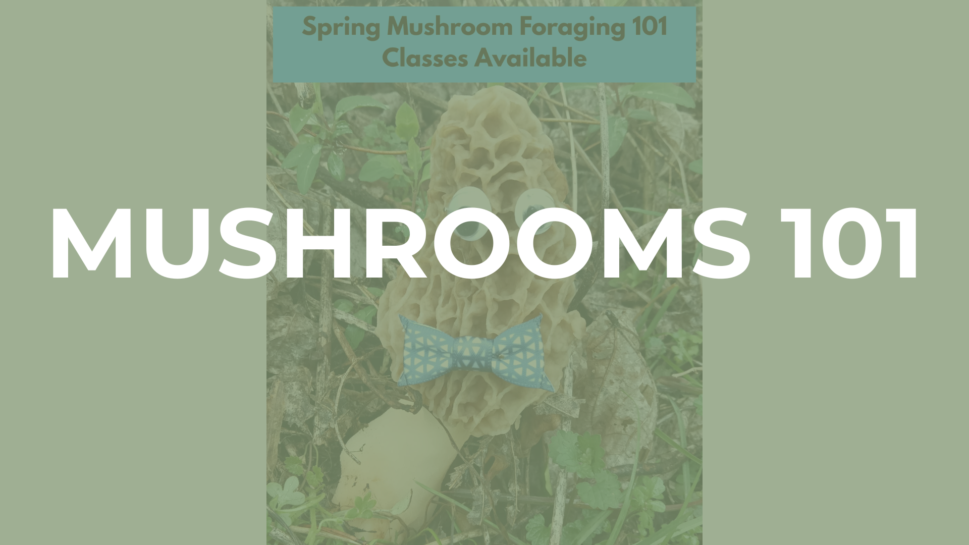 Mushroom Identification and Foraging