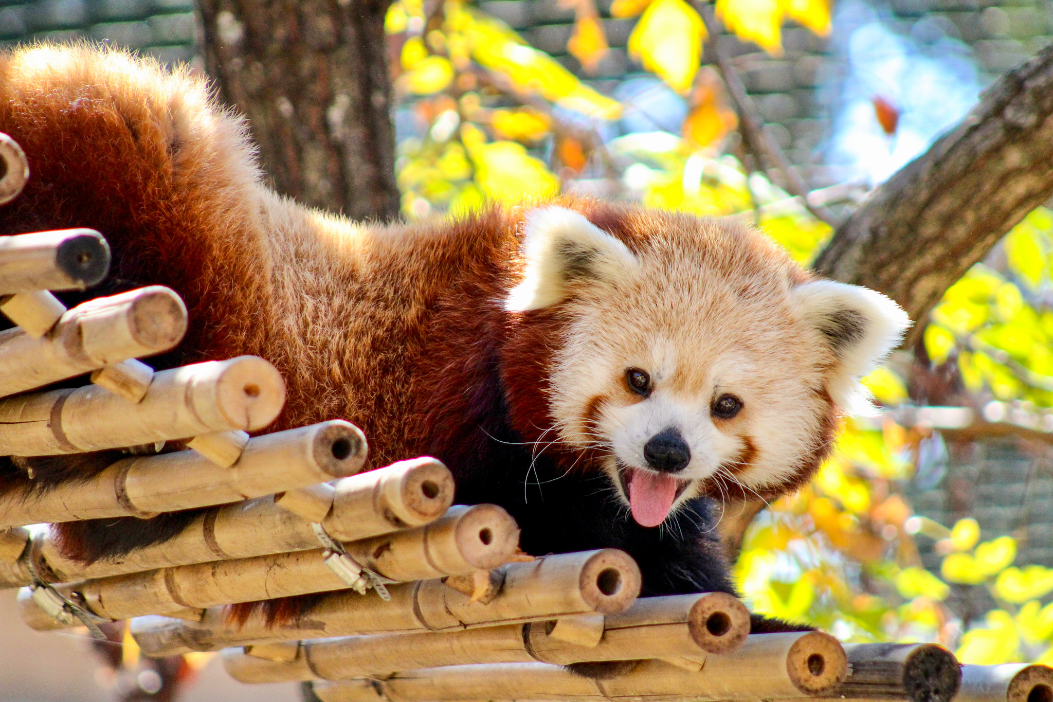 The Chattanooga Zoo At Warner Park