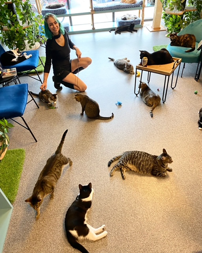 Visit — NAUGHTY CAT CAFE