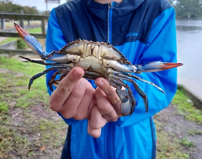 Crabbing in Chesapeake