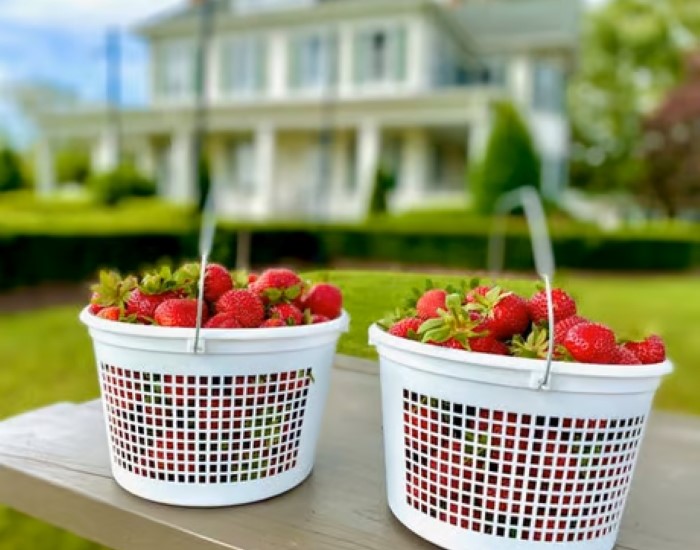Greenbrier Farms U Pick Strawberry Fields