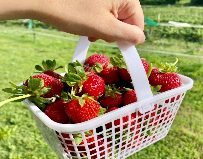 Lilley Farms Strawberry Picking