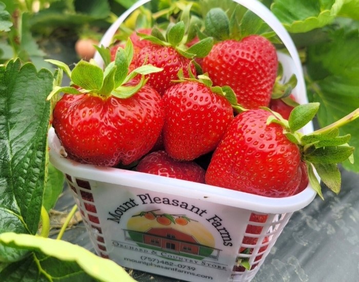Mount Pleasant Farms Strawberry Picking