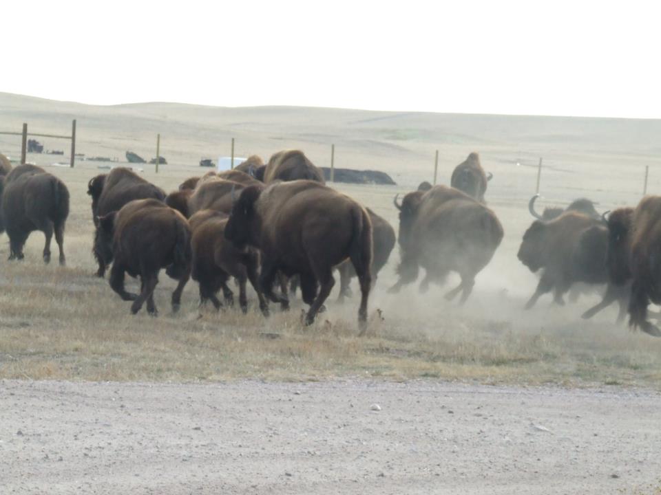 Terry Bison Ranch