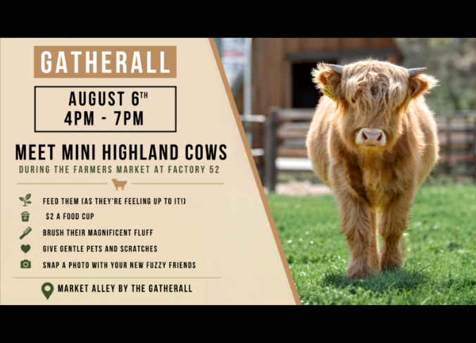 Meet Mini Highland Cows | Farmers Market at Factory 52