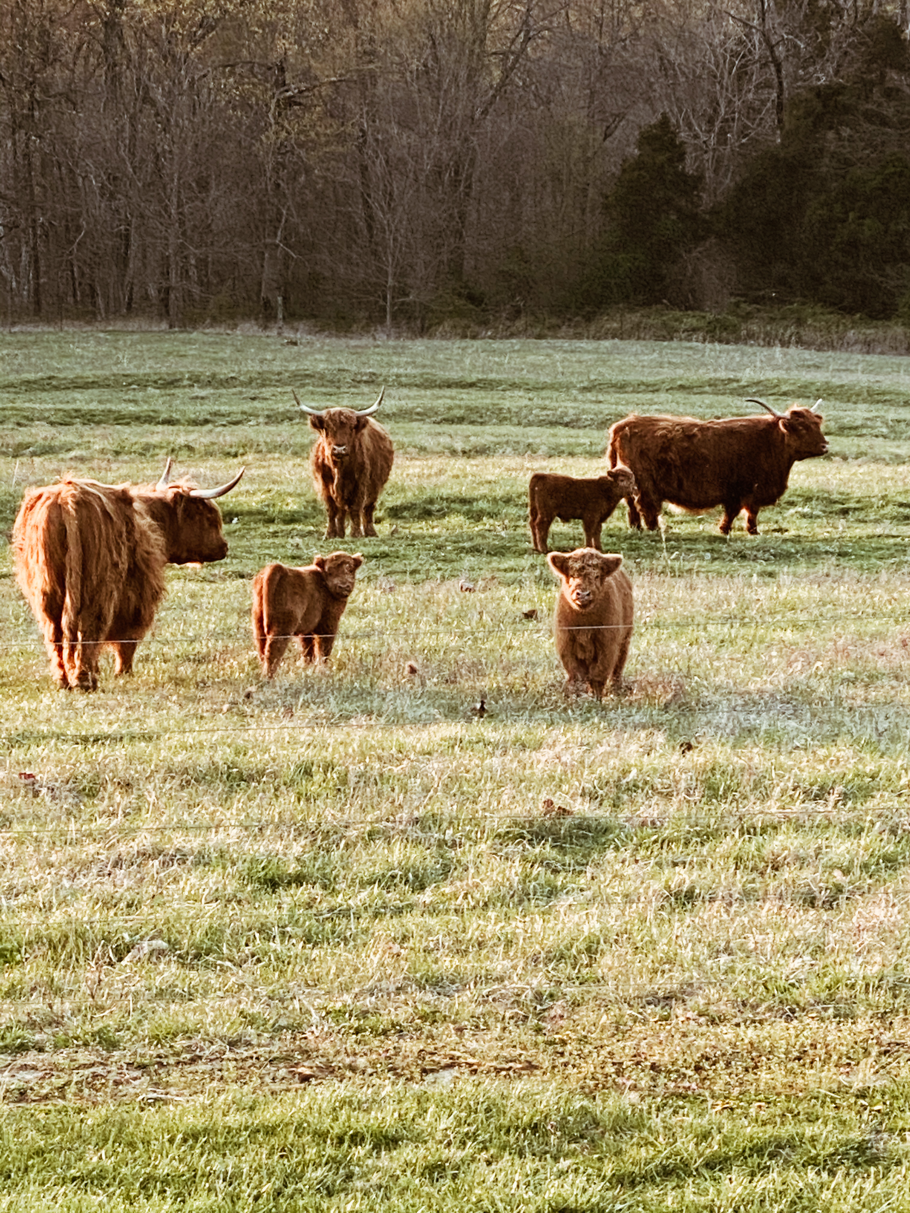 Raising Scottish Highland Cattle – Dylan Farms