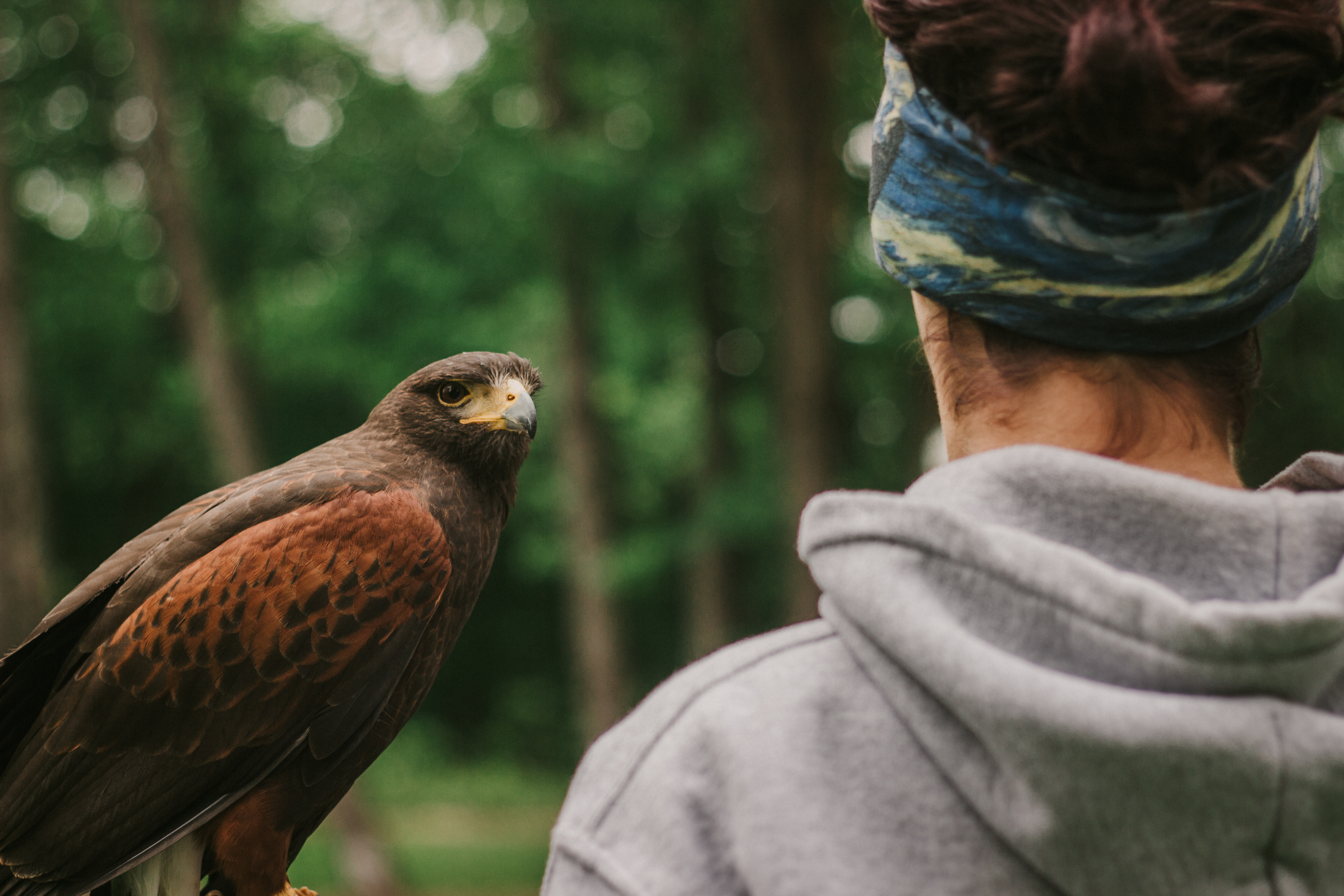 Ohio School Of Falconry