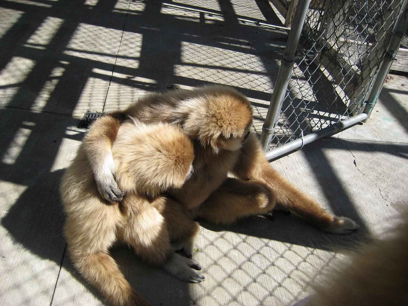 American Primate Educational Sanctuary Summer Open House