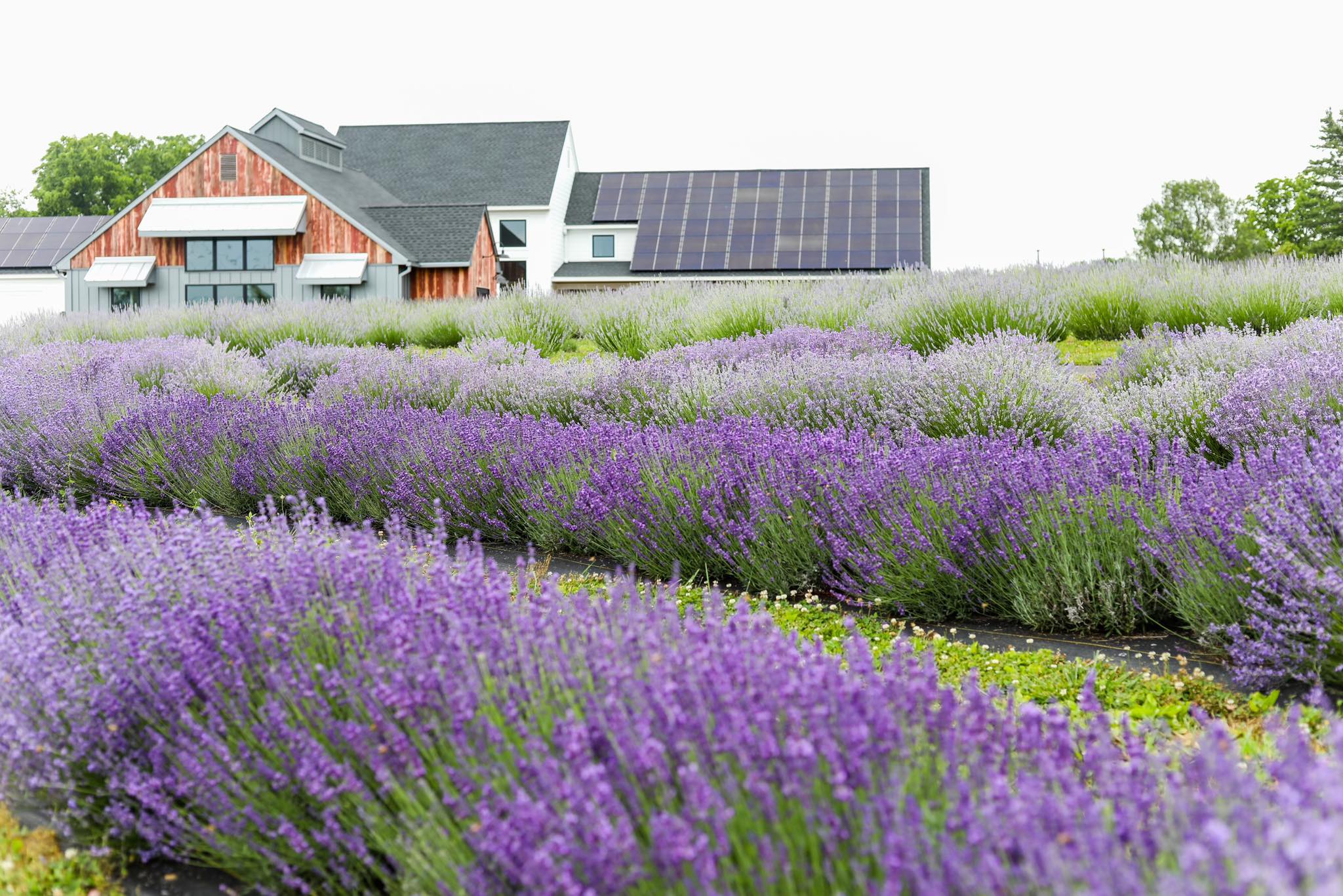 Within You Lavender Farm & Market