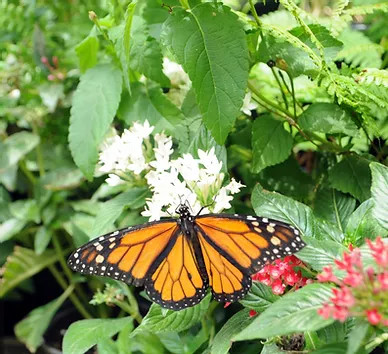 Farm Butterfly