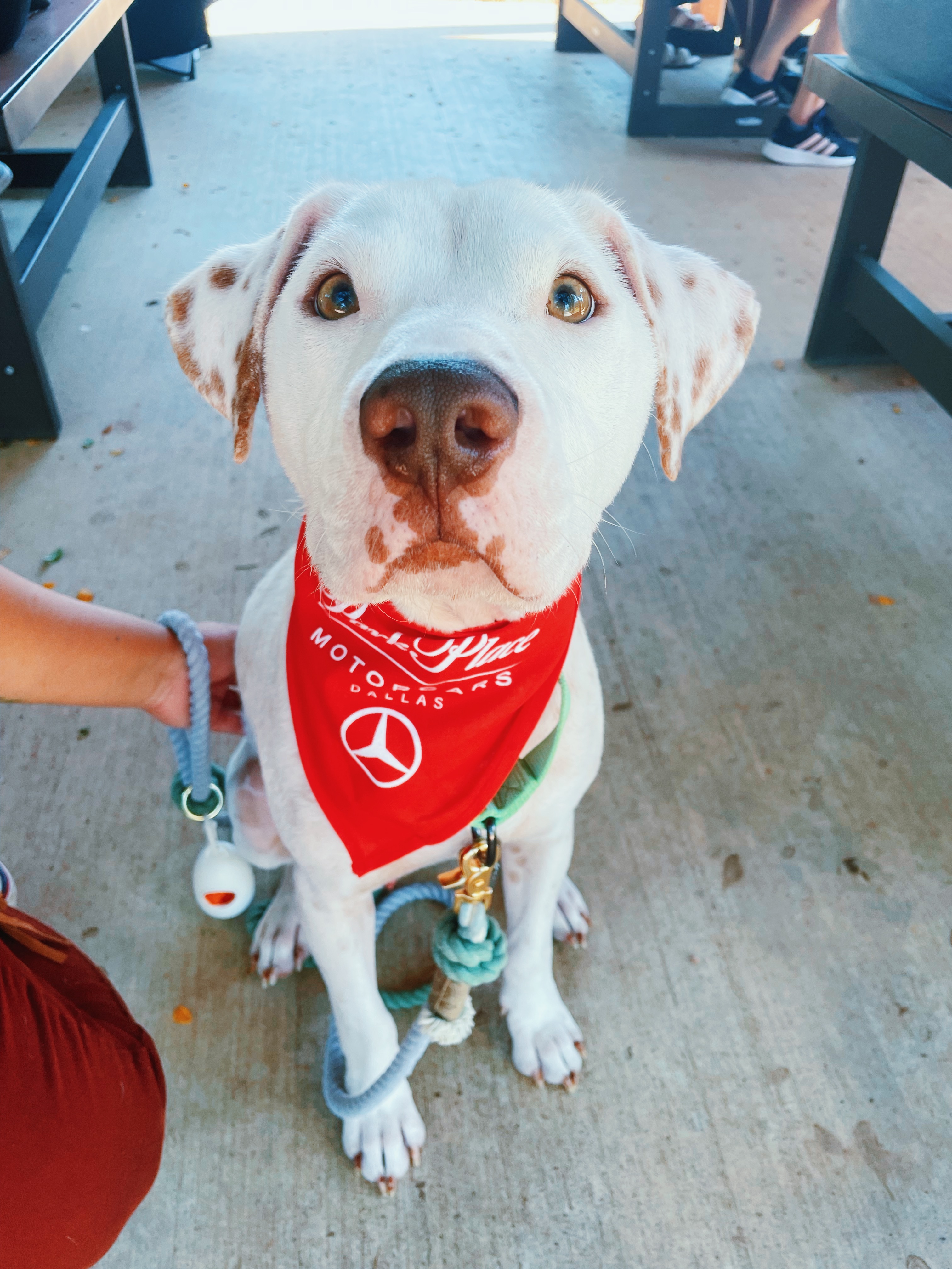Serve & Social at Operation Kindness Humane Society