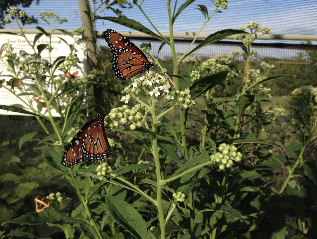 Heard Native Texas Butterfly House & Garden