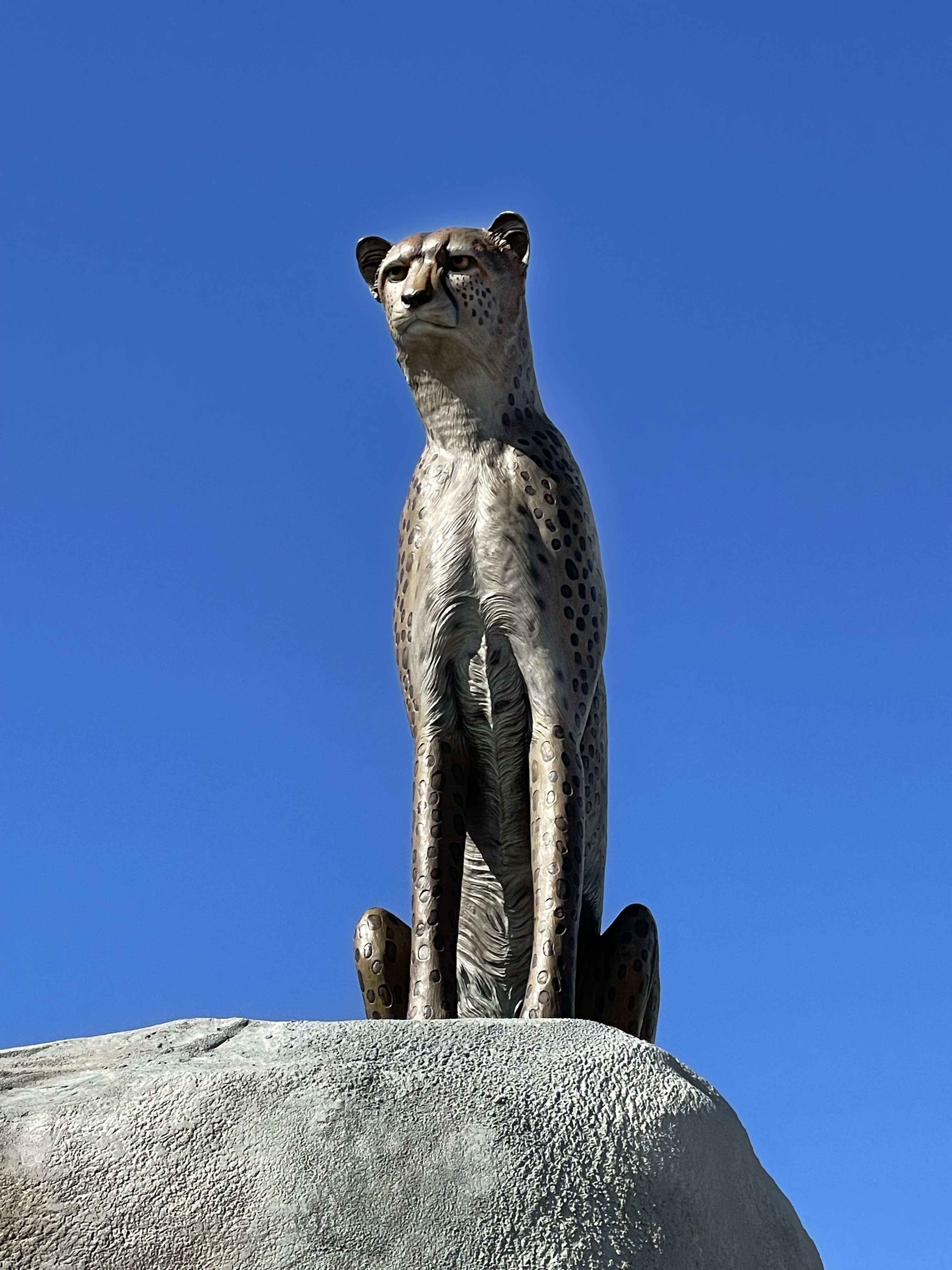 Cheetah On a Rock  Daytona Beach, FL 32114